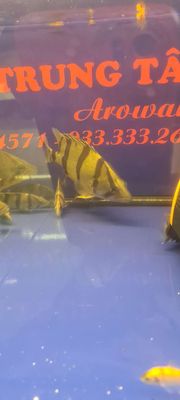Cá Hổ Thái 3 sọc đen màu vàng