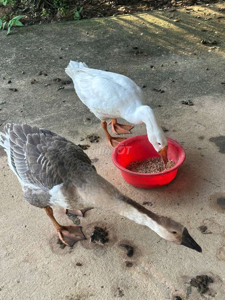 Ngan con trắng xám đã tiêm. Mua bán Thú cưng khác tại Huyện Đức Hòa Long An được đăng bởi việt hình 1