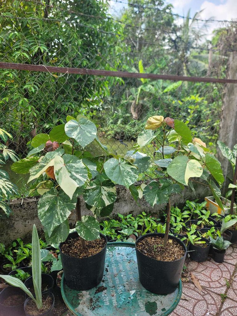 combo cây cảnh giá rẻ. Mua bán Cây cảnh, đồ trang trí tại Quận Cái Răng Cần Thơ được đăng bởi gia dụng rẻ  hình 1