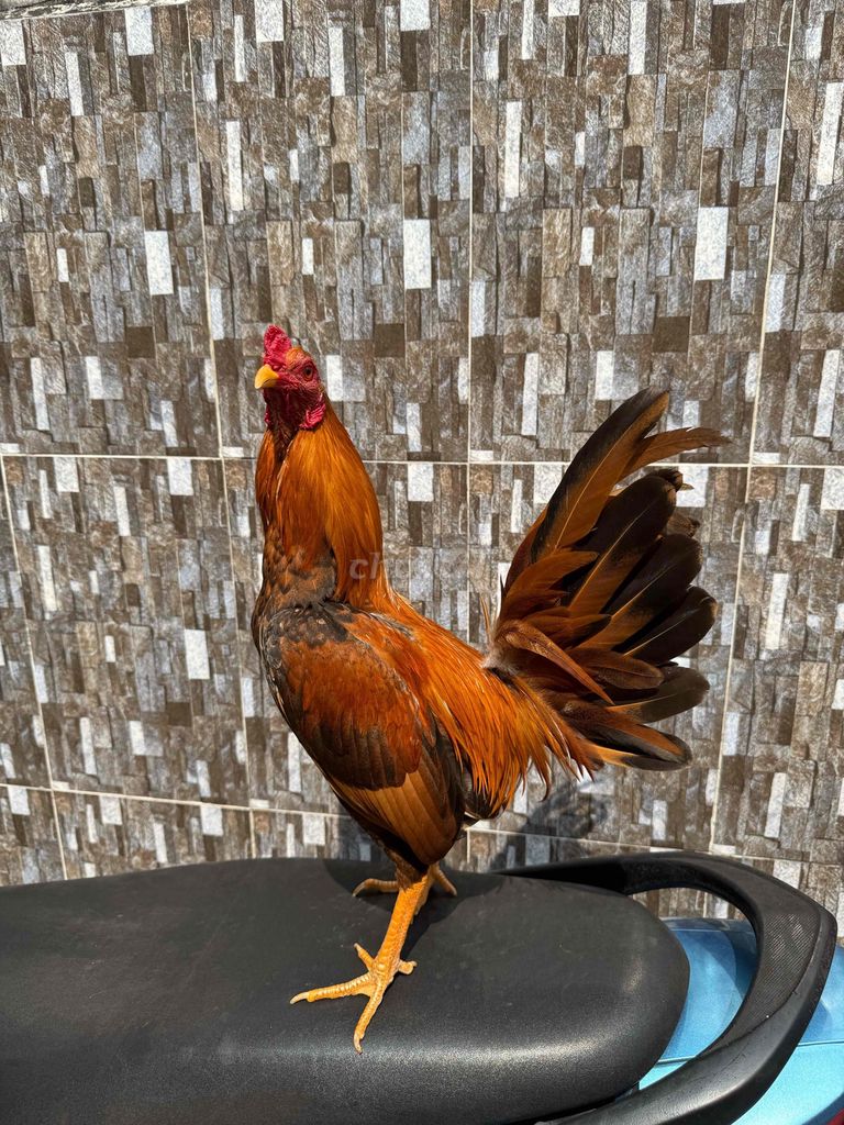 simon assil. Mua bán Gà tại Quận 8 Tp Hồ Chí Minh được đăng bởi Tấn Sang hình 1