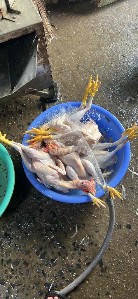 Gà ta. Mua bán Gà tại Quận 12 Tp Hồ Chí Minh được đăng bởi viet hình 1
