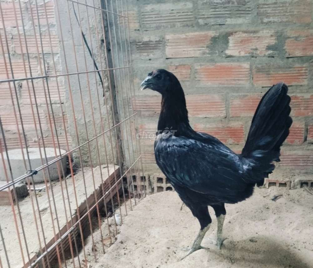 gà Peru mỹ rặt 2.3kg. Mua bán Gà tại Huyện Cù Lao Dung Sóc Trăng được đăng bởi Hải hình 1