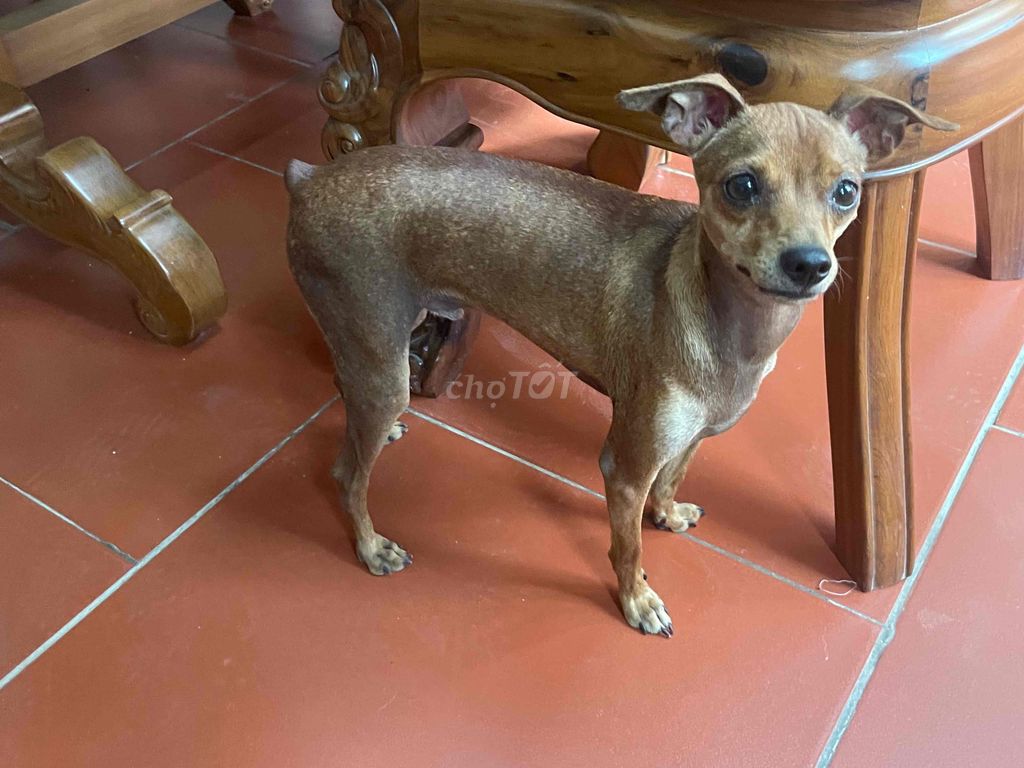 Chó phốc hươu màu nâu đực. Mua bán Chó tại Huyện Chương Mỹ Hà Nội được đăng bởi Thái hình 1