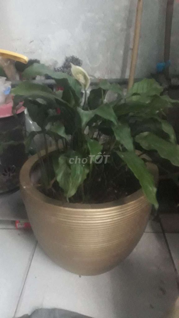 Chậu cây sứ Vàng 27cm 32cm. Mua bán Cây cảnh, đồ trang trí tại Quận Bình Thạnh Tp Hồ Chí Minh được đăng bởi Ng minh tri hình 1