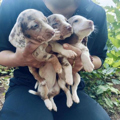 Chó lạp xưởng loang trắng. Mua bán Chó tại Huyện Hóc Môn Tp Hồ Chí Minh được đăng bởi Trần Thị Diệu Ni