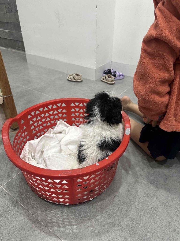 Chó Poodle cái 2 tháng. Mua bán Chó tại Quận Hải Châu Đà Nẵng được đăng bởi Nguyễn Đăng Khoa hình 1
