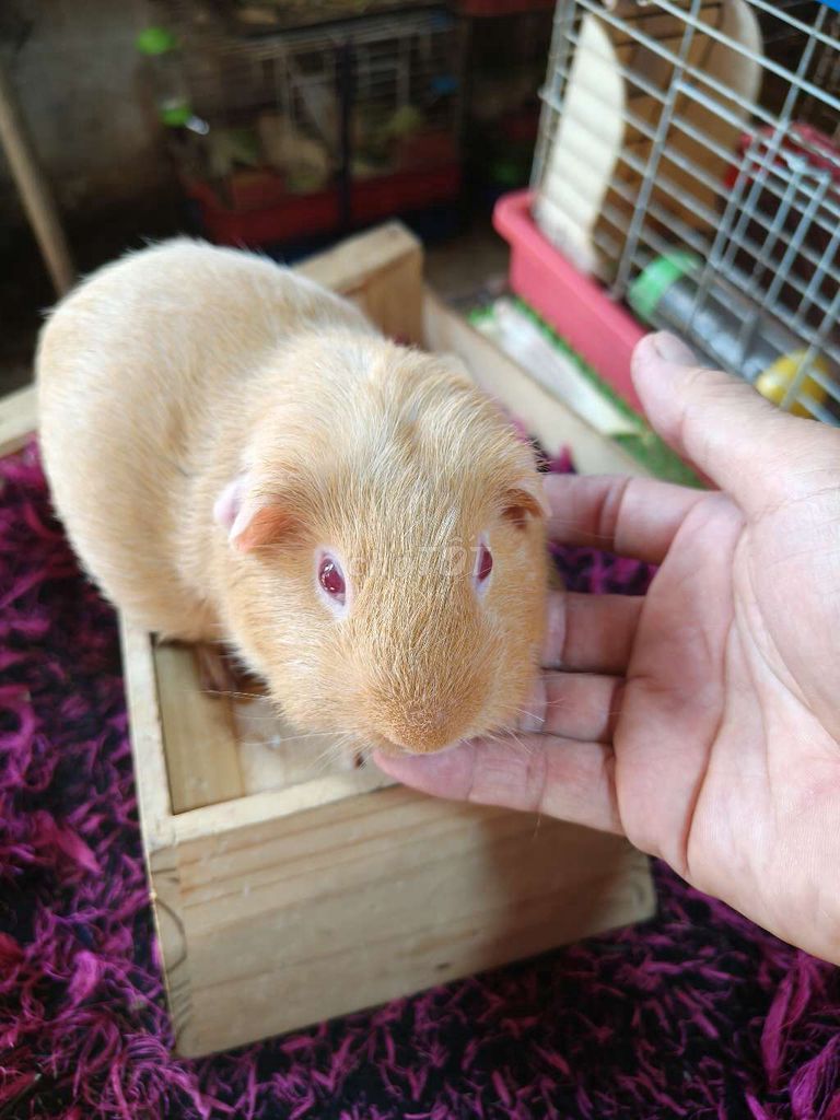 Chuột lang. Mua bán Thú cưng khác tại Quận 7 Tp Hồ Chí Minh được đăng bởi BỌ Ú SG Q7 hình 1