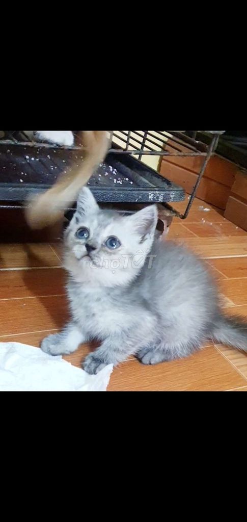 Mèo anh lông ngắn cái. Mua bán Mèo tại Quận Hoàn Kiếm Hà Nội được đăng bởi Hương vũ hình 2
