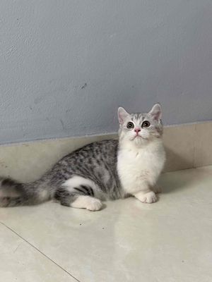 mèo anh lông ngắn chân lùn, bitabby 4,5 tháng. Mua bán Mèo tại Thành phố Bắc Ninh Bắc Ninh được đăng bởi Nguyen Hung