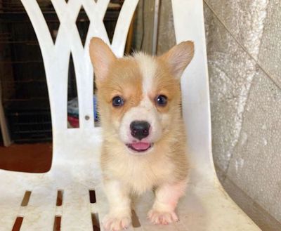 Bé chó corgi tìm nhà mới ạ