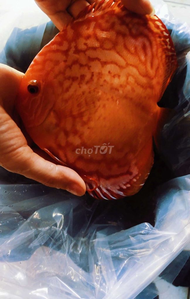 Cá dĩa Cam Siêu bự. Mua bán Thú cưng khác tại Quận Tân Bình Tp Hồ Chí Minh được đăng bởi Cá dĩa Như Ý hình 1