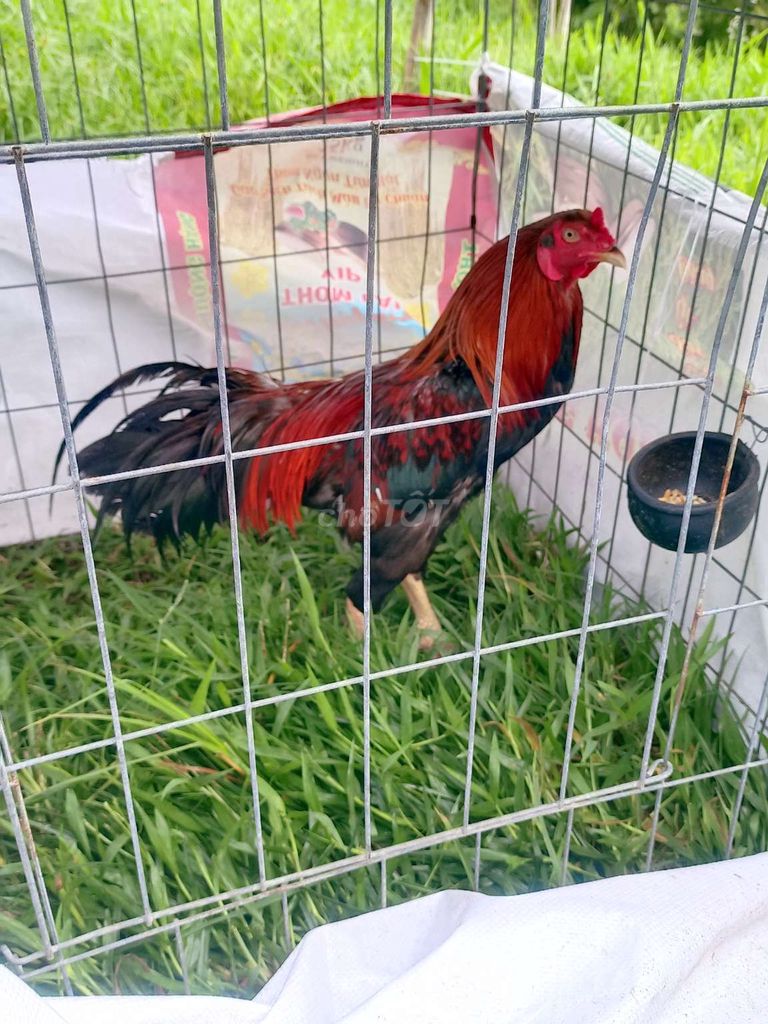 Gà chọi Đực 2.6kg Đỏ đen. Mua bán Gà tại Huyện Đức Hòa Long An được đăng bởi minh Sơn  hình 1