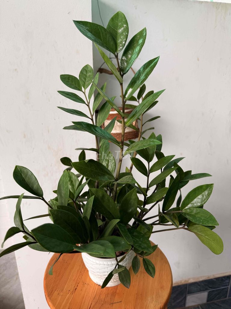 cây kim tiền đặt bàn làm việc. Mua bán Cây cảnh, đồ trang trí tại Thành phố Thủ Đức Tp Hồ Chí Minh được đăng bởi my my hình 1