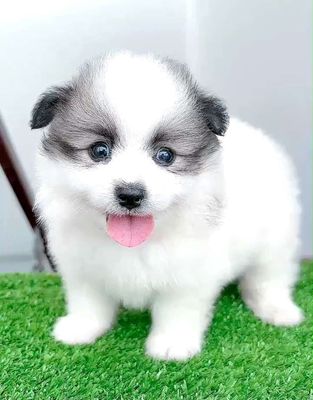 Chó pom phốc sóc mini .72 ngày. Mua bán Chó tại Quận 11 Tp Hồ Chí Minh được đăng bởi Minh nguyễn 