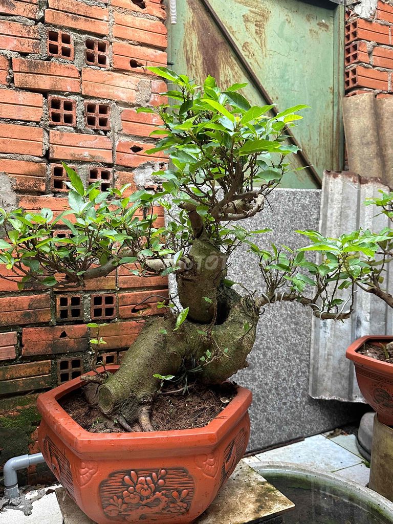 sung bonsai trái nom mịn