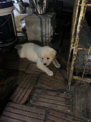 Chó con lai giống Bắc Hà.. Mua bán Chó tại Huyện An Lão Hải Phòng được đăng bởi minh