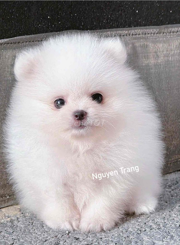 chó phốc sóc  đực cái thuần chủng. Mua bán Chó tại Quận Bình Tân Tp Hồ Chí Minh được đăng bởi Trang  hình 1