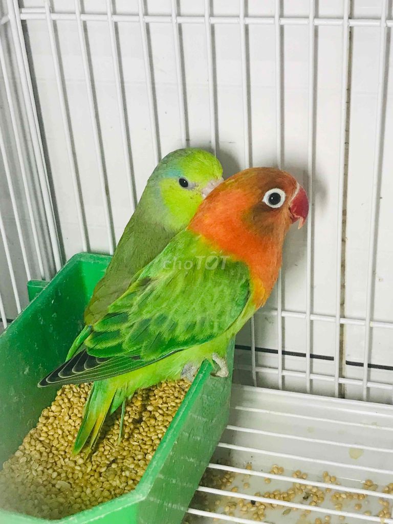 Vẹt Lovebird mái sinh sản