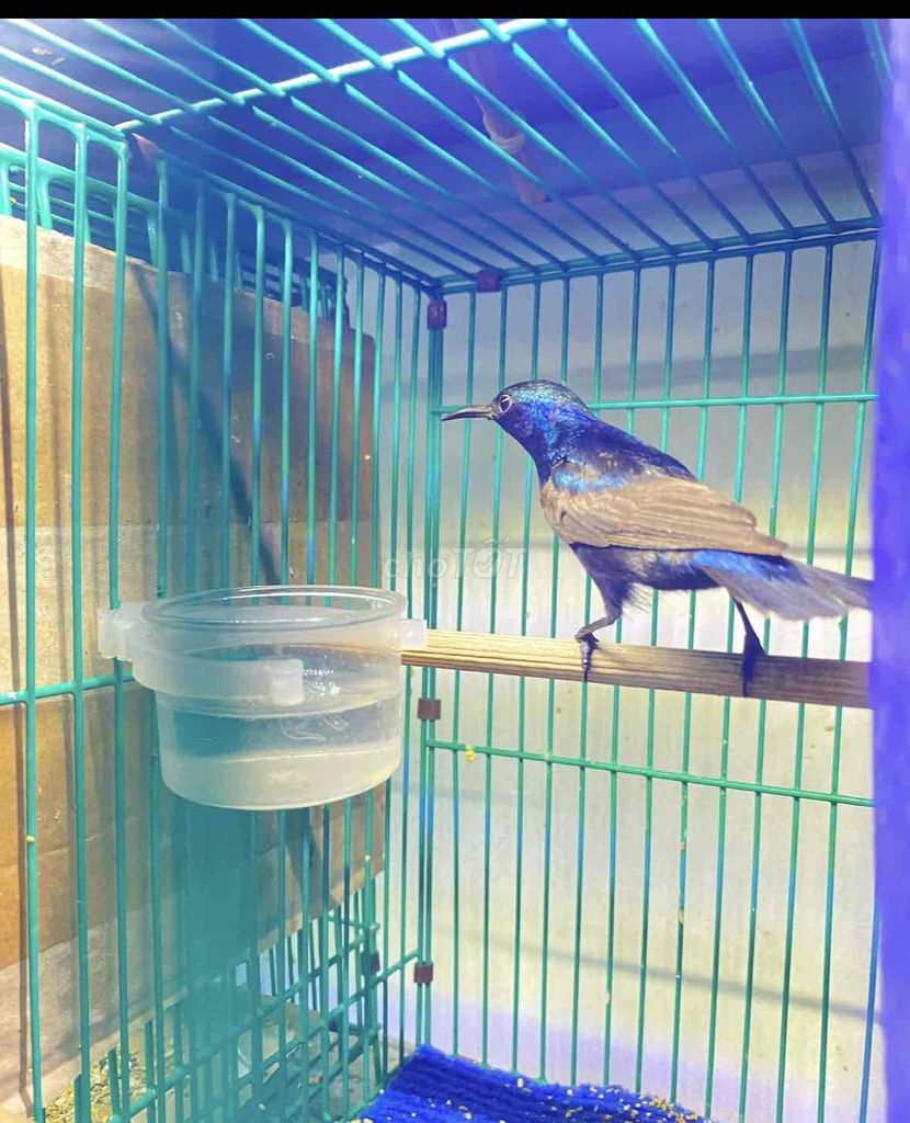 hút mật họng đen ăn hạt. Mua bán Chim tại Quận 12 Tp Hồ Chí Minh được đăng bởi Triển hình 1