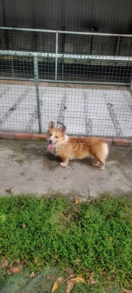 Chó Corgi Vàng trắng. Mua bán Chó tại Thành phố Thủ Đức Tp Hồ Chí Minh được đăng bởi Phan Đức  hình 1