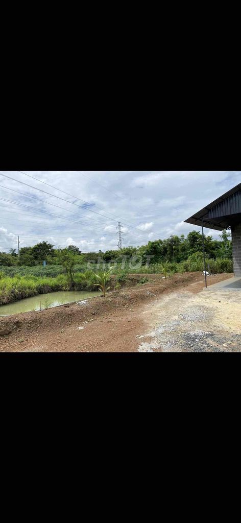 Bán 5 sào vườn sầu riêng cách Saigon 130km dân ở đông. Mua bán đất tại Huyện Lộc Ninh Bình Phước được đăng bởi Lieu Philieu phan hình 4