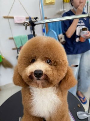 Chó poodle màu xám trắng gần 1 tuổi nặng 4kí