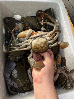 cua gạch son full 1 càng. Mua bán Đồ ăn, thực phẩm và các loại khác tại Quận Bình Tân Tp Hồ Chí Minh được đăng bởi ĐẶC SẢN CÀ MAU 