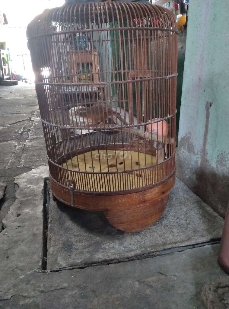 tểu mi bự chà bá .không tật lỗi. Mua bán Chim tại Thành phố Thủ Đức Tp Hồ Chí Minh được đăng bởi  van loc hình 1