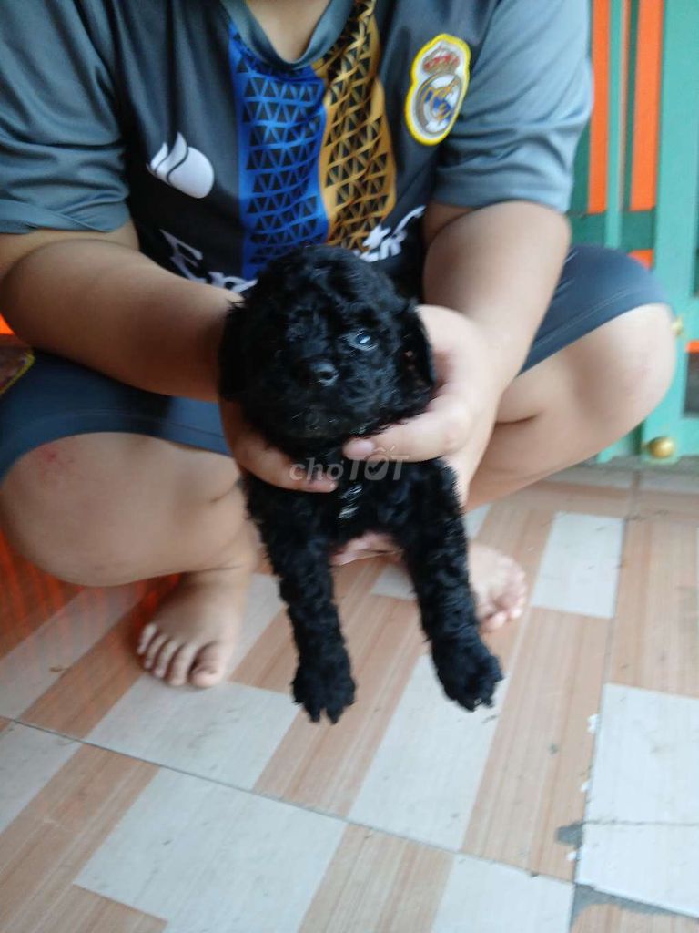 Chó Poodle thuần chủng cái. Mua bán Chó tại Huyện Châu Phú An Giang được đăng bởi Hiếu hình 1