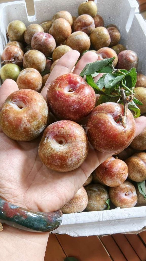 Mận hậu Kim Chung Lớn. Mua bán Đồ ăn, thực phẩm và các loại khác tại Quận Bình Tân Tp Hồ Chí Minh được đăng bởi bo hình 1