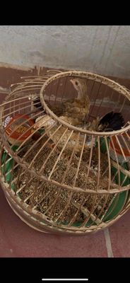 cần chia 2 gà mái chip. Mua bán Gà tại Huyện Chương Mỹ Hà Nội được đăng bởi Sinh Ha