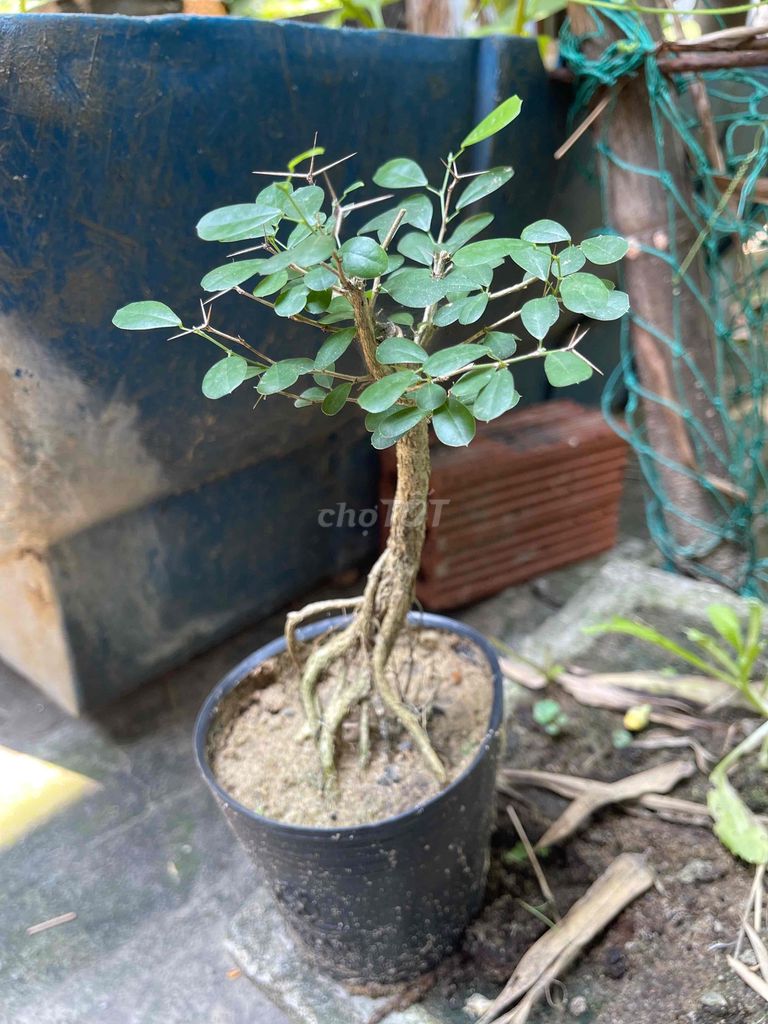 Cây cảnh Linh sam dáng đẹp. Mua bán Cây cảnh, đồ trang trí tại Quận Ngũ Hành Sơn Đà Nẵng được đăng bởi Trần Mạnh hình 1