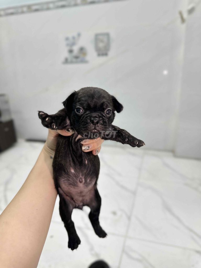 Bull Pháp thuần đáng yêu - gần 1 tháng. Mua bán Chó tại Huyện Hóc Môn Tp Hồ Chí Minh được đăng bởi Ngân hình 4