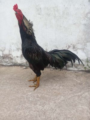 Chuối đen 3k9 tay tốt lông mới, chưa qua cựa. Mua bán Gà tại Quận Ninh Kiều Cần Thơ được đăng bởi Nguyễn Thanh