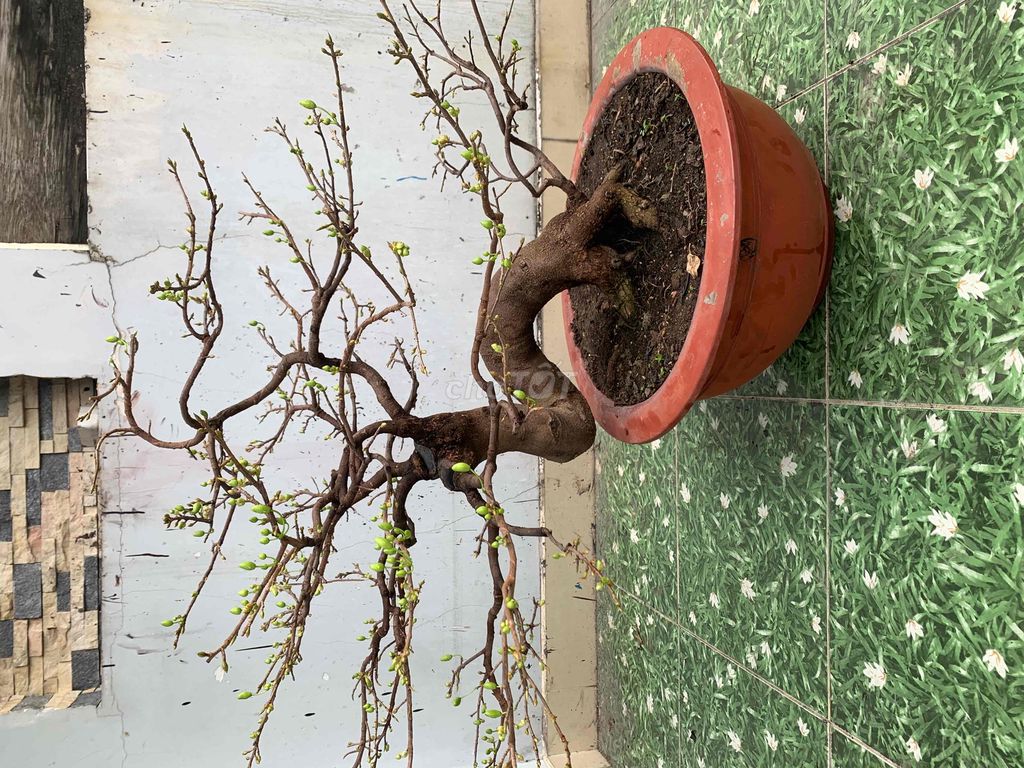 mai vàng bonsai đang lên nụ xanh rất đẹp,chuẩn tết