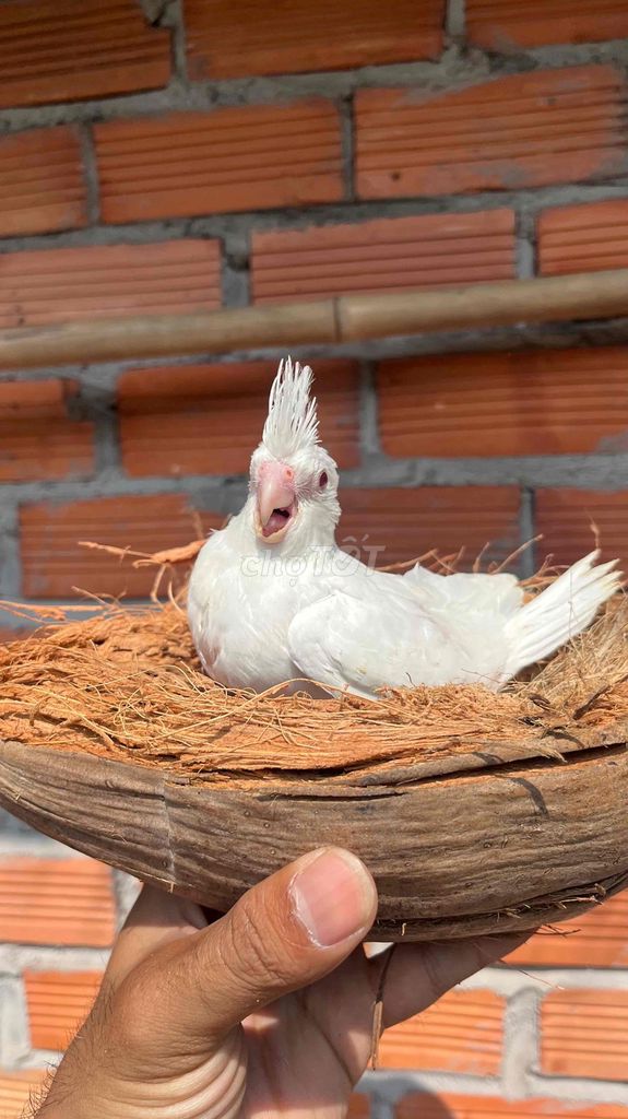 Vẹt Cockatiel Albino. Mua bán Chim tại Quận 8 Tp Hồ Chí Minh được đăng bởi BlackBird hình 1