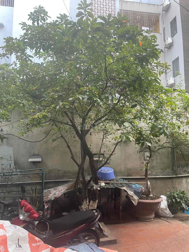 cây lộc vừng gần 20 năm. Mua bán Cây cảnh, đồ trang trí tại Quận Nam Từ Liêm Hà Nội được đăng bởi METRI C Technology jsc hình 1