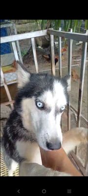 Husky cái tơ. Mua bán Chó tại Thành phố Tây Ninh Tây Ninh được đăng bởi thuy tran