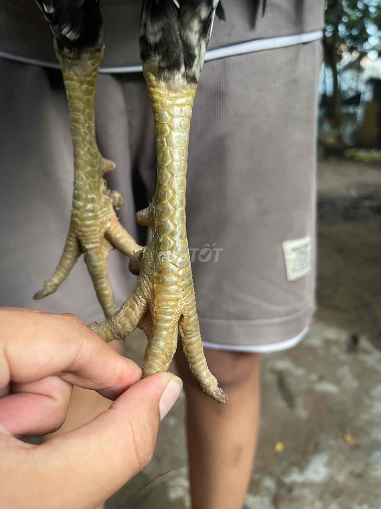 Điều bông chân xanh 2kg550. Mua bán Gà tại Huyện Châu Thành An Giang được đăng bởi Trần Minh Vũ hình 4