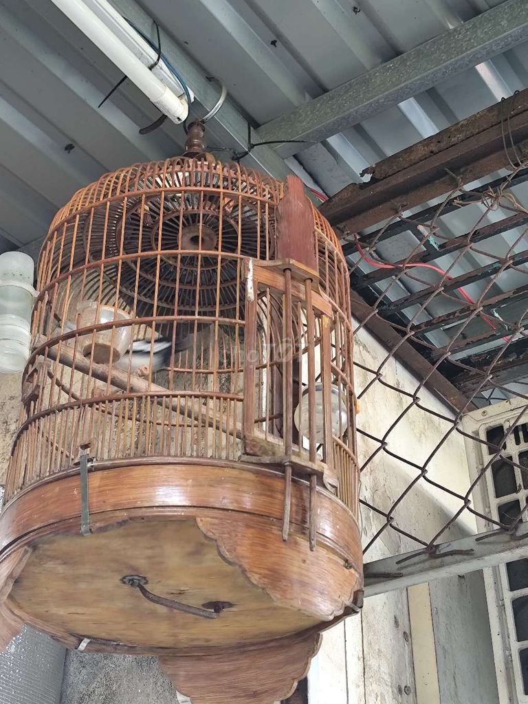 Chim trắng đen. Mua bán Chim tại Quận 8 Tp Hồ Chí Minh được đăng bởi Chào Mào 888 hình 1
