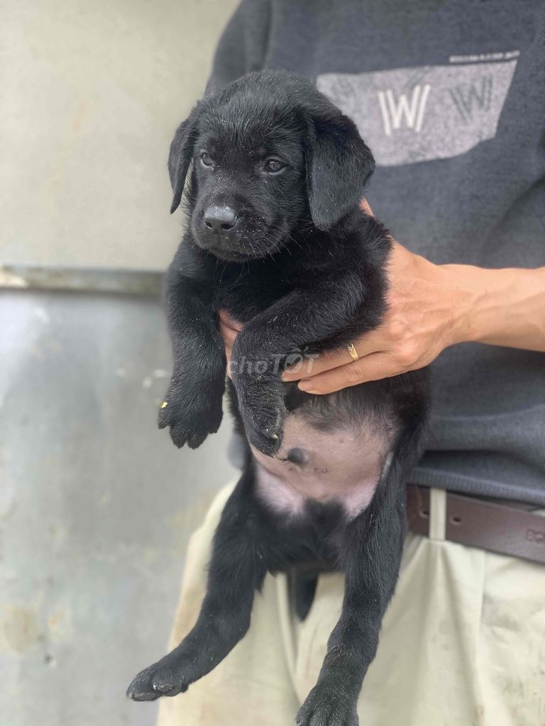 Labrador thuần chủng đen+ trắng☘️☘️☘️