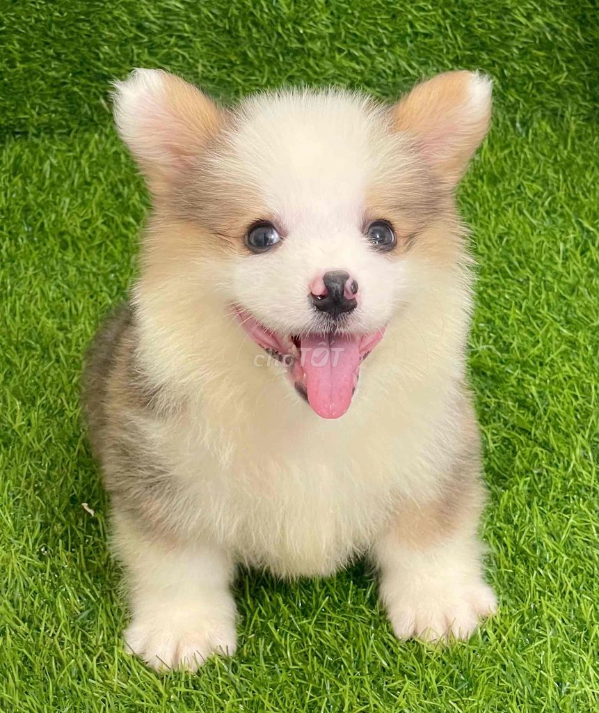 Chó Corgi Đực Cái Trắng Nâu Đã Tiêm Phòng. Mua bán Chó tại Huyện Thanh Trì Hà Nội được đăng bởi Nguyễn Longg hình 1