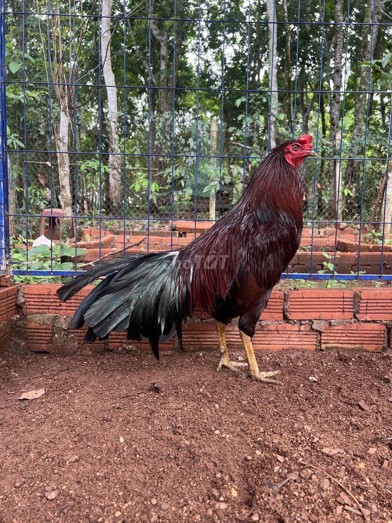 Gà Việt lai 2.9kg Đực 8 tháng. Mua bán Gà tại Thị xã Bình Long Bình Phước được đăng bởi Hạo Bình Phước hình 1