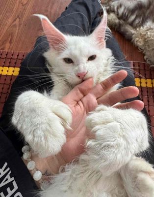 Nhận phối giống mèo Maine Coon chân 6666. Mua bán Phụ kiện, Thức ăn, Dịch vụ tại Quận Bình Tân Tp Hồ Chí Minh được đăng bởi Em Mi