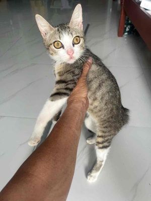 Mèo Anh lông ngắn