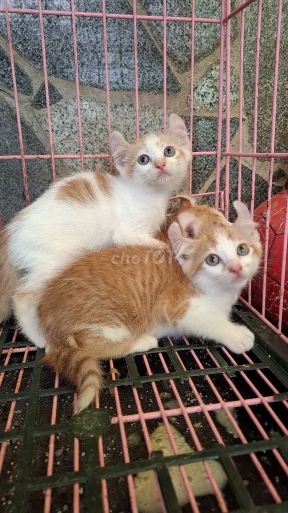 Mỹ tai xoắn màu cam. Mua bán Mèo tại Quận Hoàng Mai Hà Nội được đăng bởi Nguyễn Minh Thu hình 6