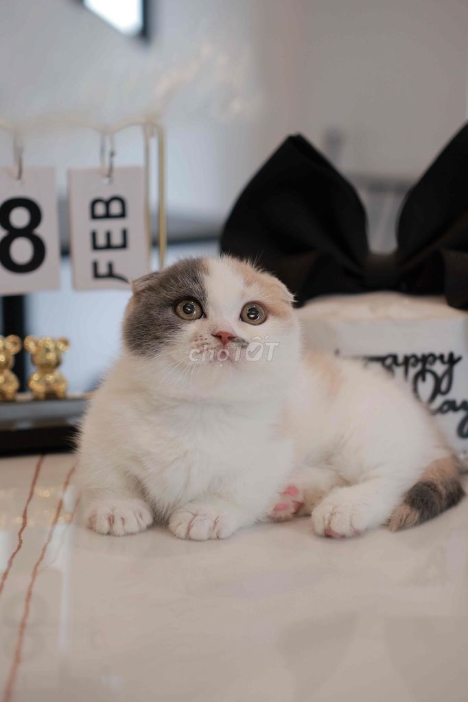 Mèo Chân Lùn Tai Cụp cái 2 tháng. Mua bán Mèo tại Quận Tây Hồ Hà Nội được đăng bởi Thư hình 1