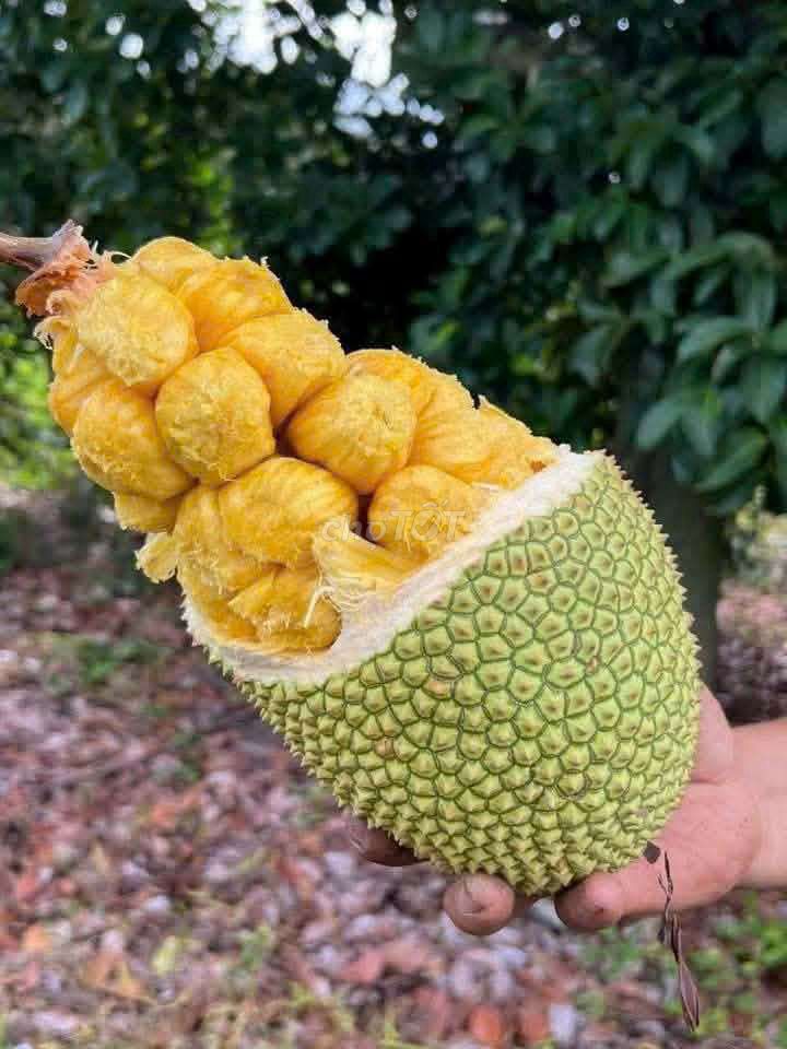Mít tố nữ mùi sầu riêng . Mua bán Đồ ăn, thực phẩm và các loại khác tại Quận Cầu Giấy Hà Nội được đăng bởi Quỳnh Quỳnh hình 1