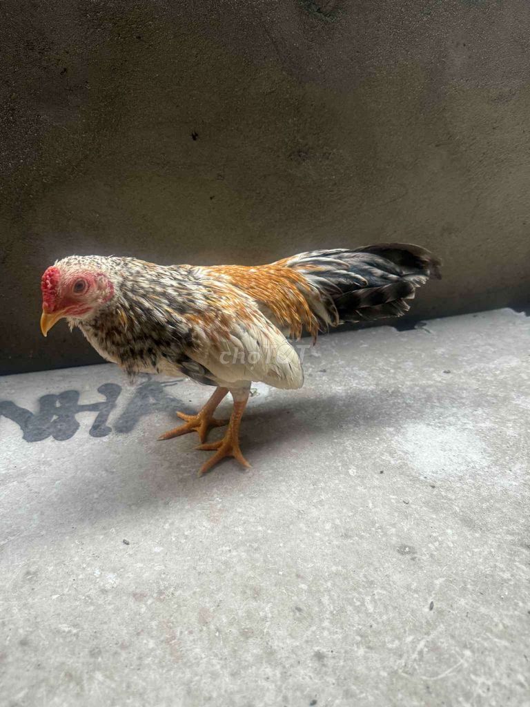 thanh lý cú giá lúa. Mua bán Gà tại Huyện Hóc Môn Tp Hồ Chí Minh được đăng bởi Thiết Văn hình 1