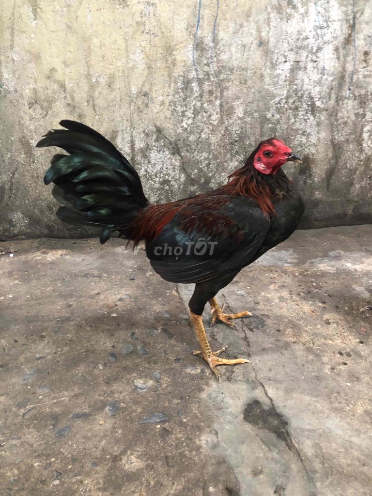 Gà chọi đen đỏ 1.5kg. Mua bán Gà tại Quận Bình Tân Tp Hồ Chí Minh được đăng bởi arb hình 1